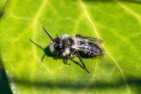 Andrena cineraria