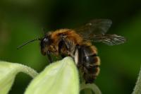 Andrena scotica