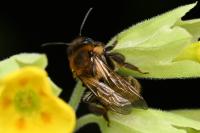 Andrena scotica
