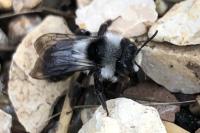 Andrena cineraria