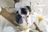 Andrena cineraria