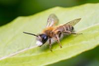 Andrena gravida