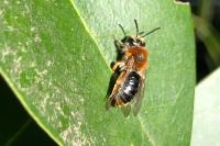 Andrena haemorrhoa