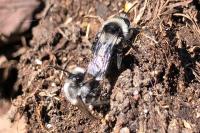 Andrena cineraria