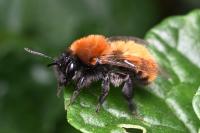Andrena fulva