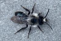 Andrena