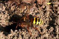 Nomada lathburiana