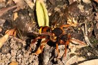 Nomada lathburiana
