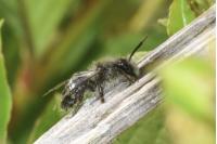 Andrena cineraria