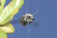 Andrena cineraria