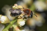 Andrena haemorrhoa