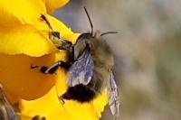 Anthophora plumipes