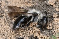 Andrena vaga