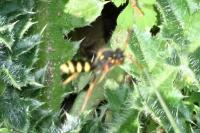 Nomada lathburiana
