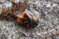 Osmia cornuta