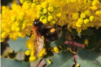 Bombus hypnorum