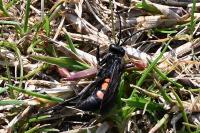 Anoplius viaticus