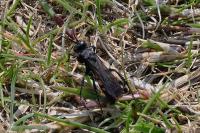 Anoplius viaticus