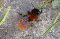 Andrena fulva