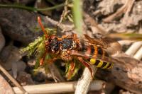 Nomada lathburiana