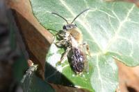 Andrena