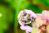 Anthophora plumipes