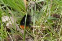 Bombus lapidarius