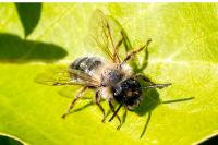 Andrena flavipes