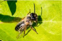 Andrena flavipes