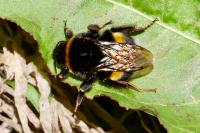 Bombus terrestris