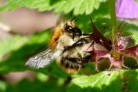 Bombus pascuorum