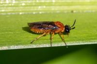Sterictiphora angelicae