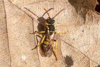 Nomada succincta