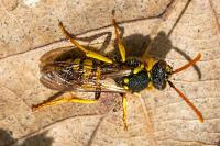 Nomada succincta