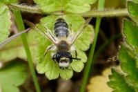 Andrena