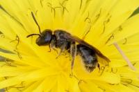 Lasioglossum