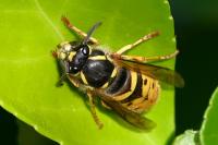 Vespula vulgaris