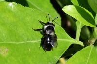 Andrena cineraria