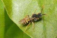 Nomada succincta