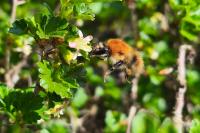 Bombus sp (pascuorum/humilis/muscorum)