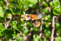 Bombus sp (pascuorum/humilis/muscorum)