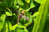 Nomada