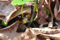 Nomada