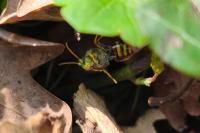 Nomada