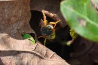 Nomada