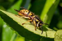 Vespula germanica