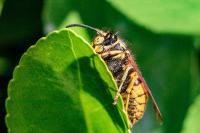 Vespula germanica