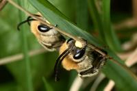 Eucera longicornis