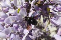 Xylocopa violacea