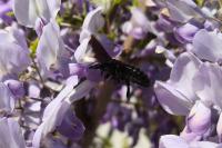 Xylocopa violacea